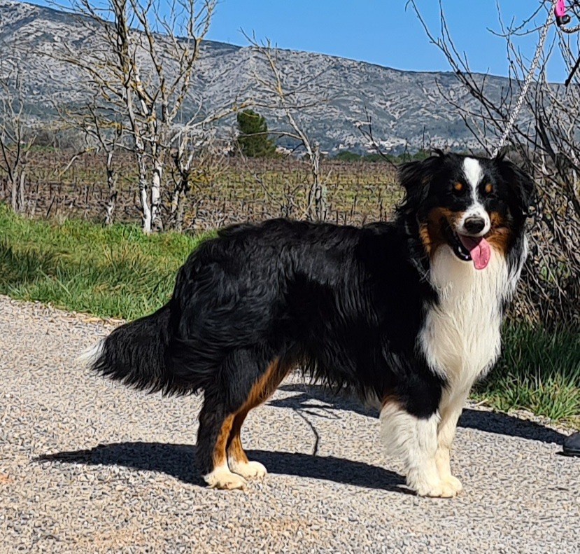 Petit suisse Des Bergers Du Maine