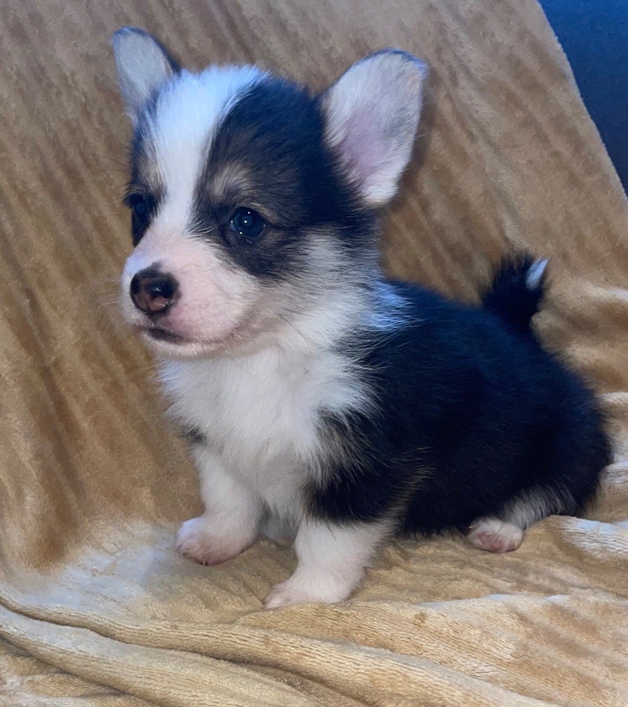 Du Mas De Hoodyliya - Chiot disponible  - Welsh Corgi Pembroke