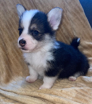 Du Mas De Hoodyliya - Welsh Corgi Pembroke - Portée née le 01/11/2024