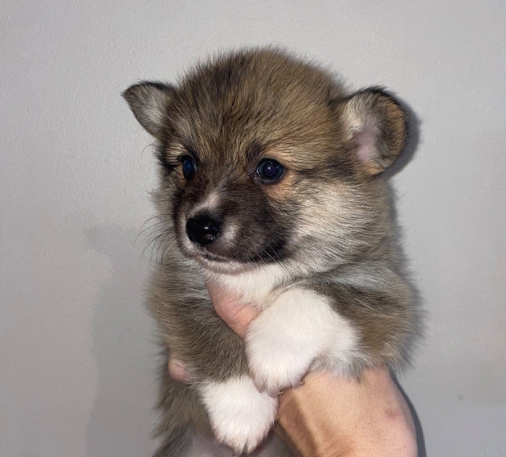 Du Mas De Hoodyliya - Chiot disponible  - Welsh Corgi Pembroke