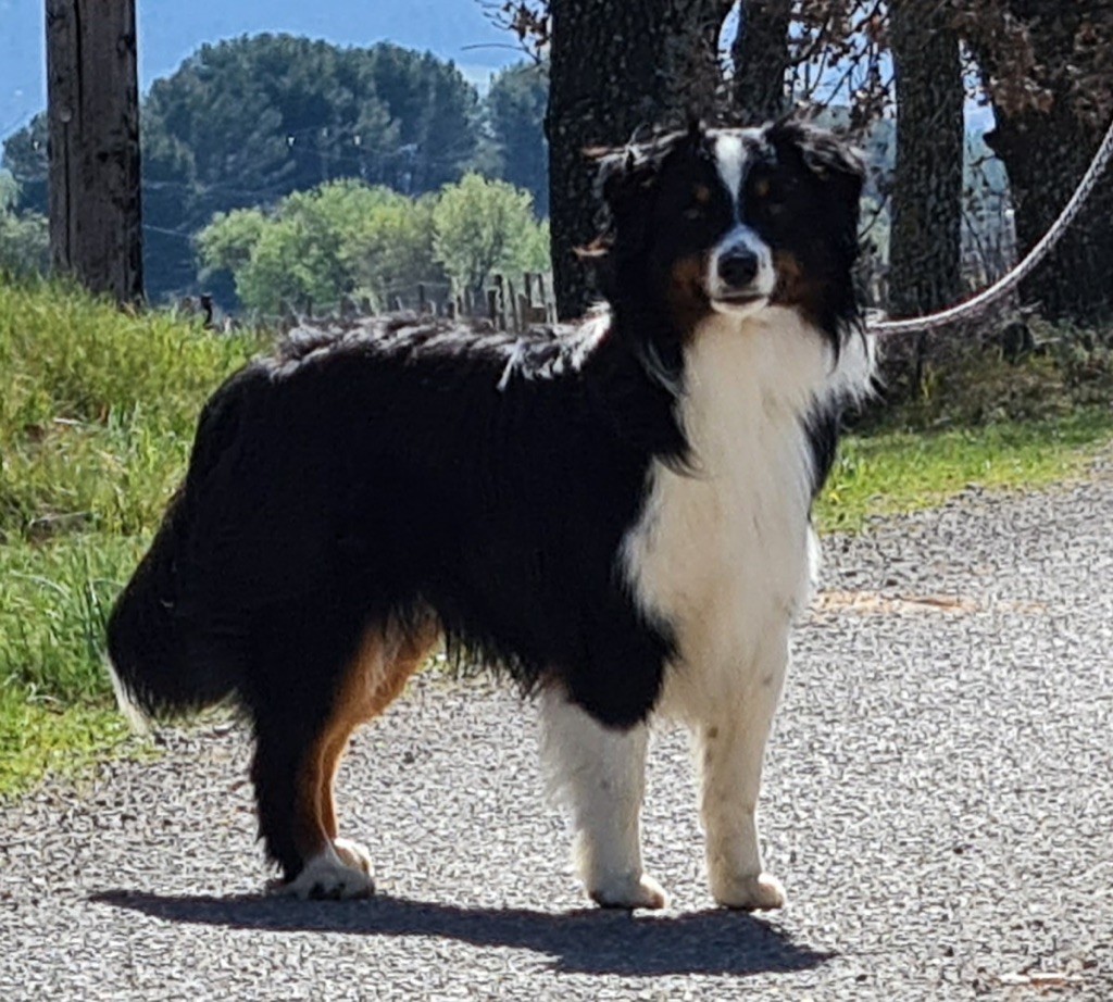 Petit suisse Des Bergers Du Maine