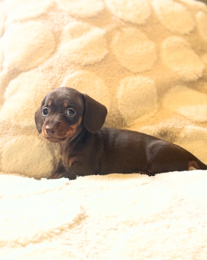 Du Mas De Hoodyliya - Chiots disponibles - Teckel poil ras