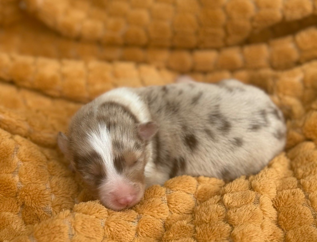 Du Mas De Hoodyliya - Chiots disponibles - Berger Américain Miniature 