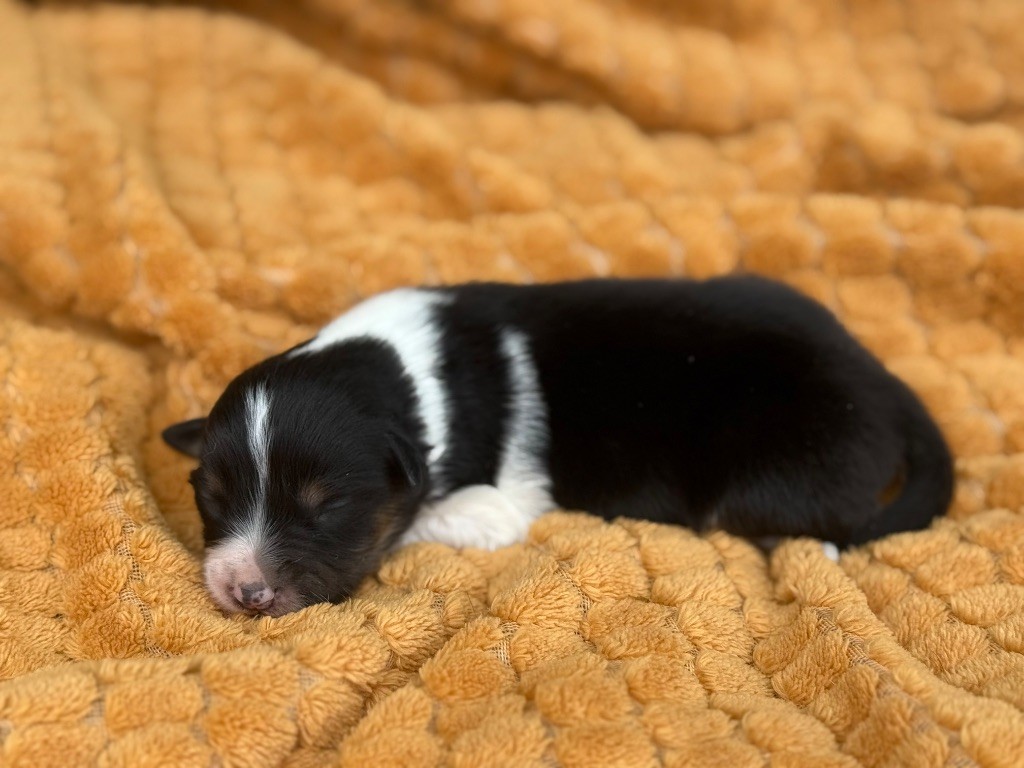 Du Mas De Hoodyliya - Chiots disponibles - Berger Américain Miniature 