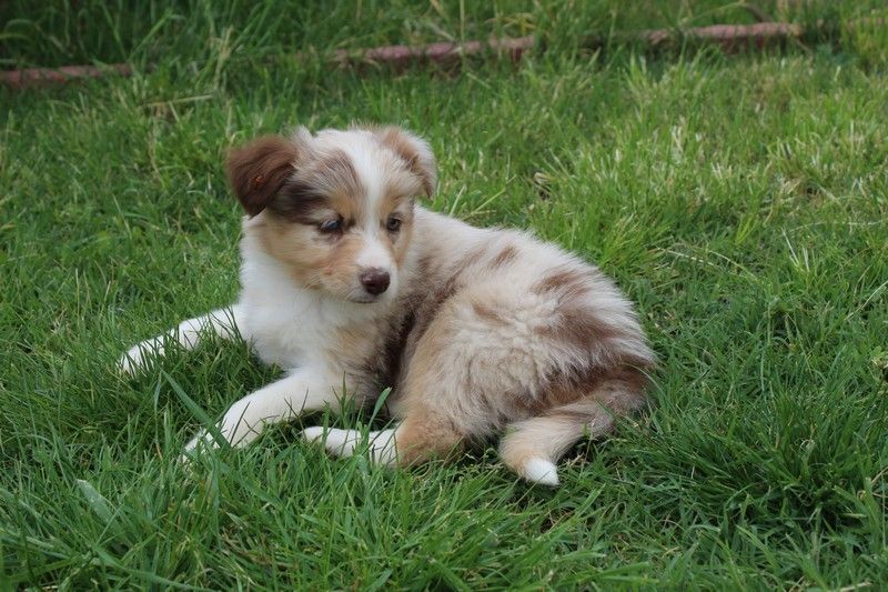 Du Mas De Hoodyliya - Chiots disponibles - Berger Américain Miniature 