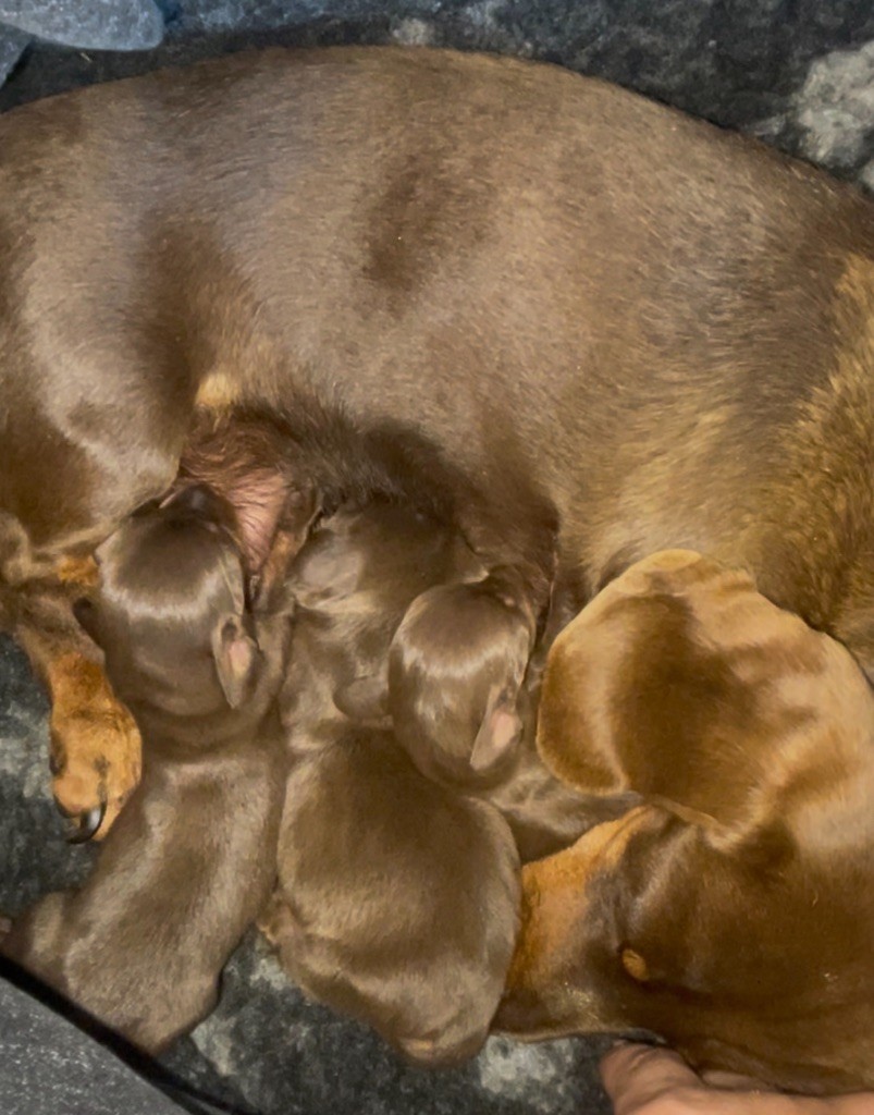 Du Mas De Hoodyliya - Chiots disponibles - Teckel poil ras