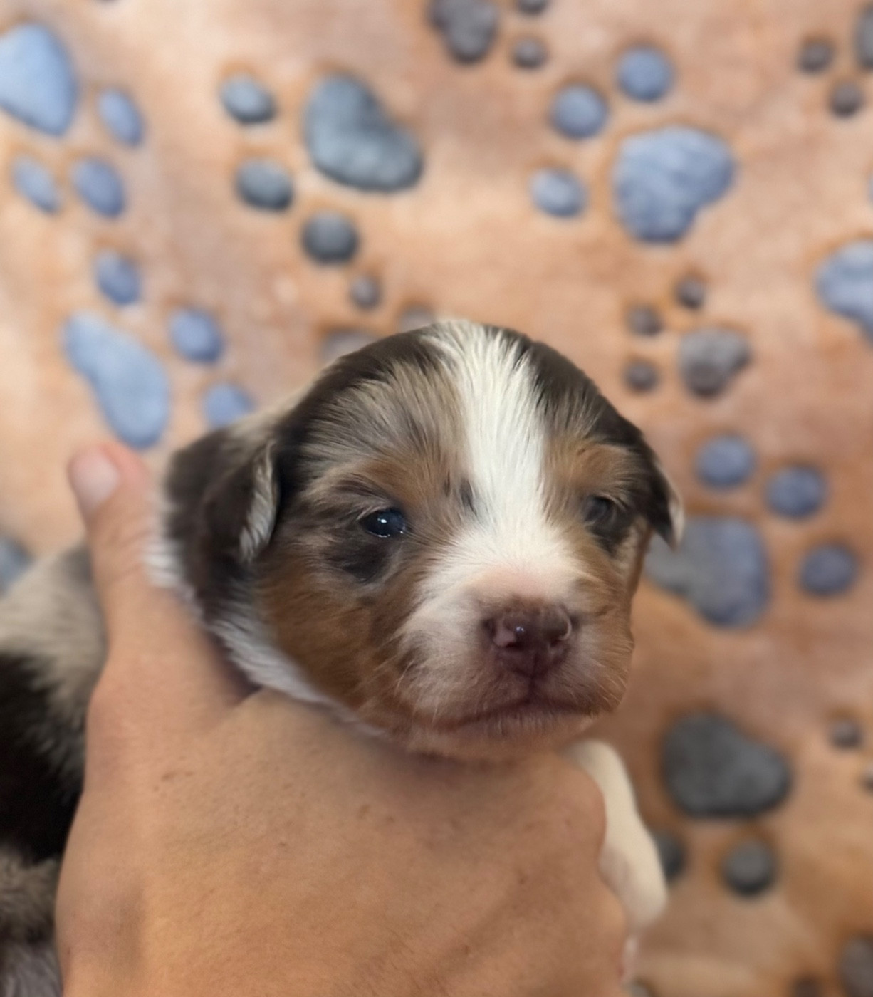 Du Mas De Hoodyliya - Chiots disponibles - Berger Américain Miniature 