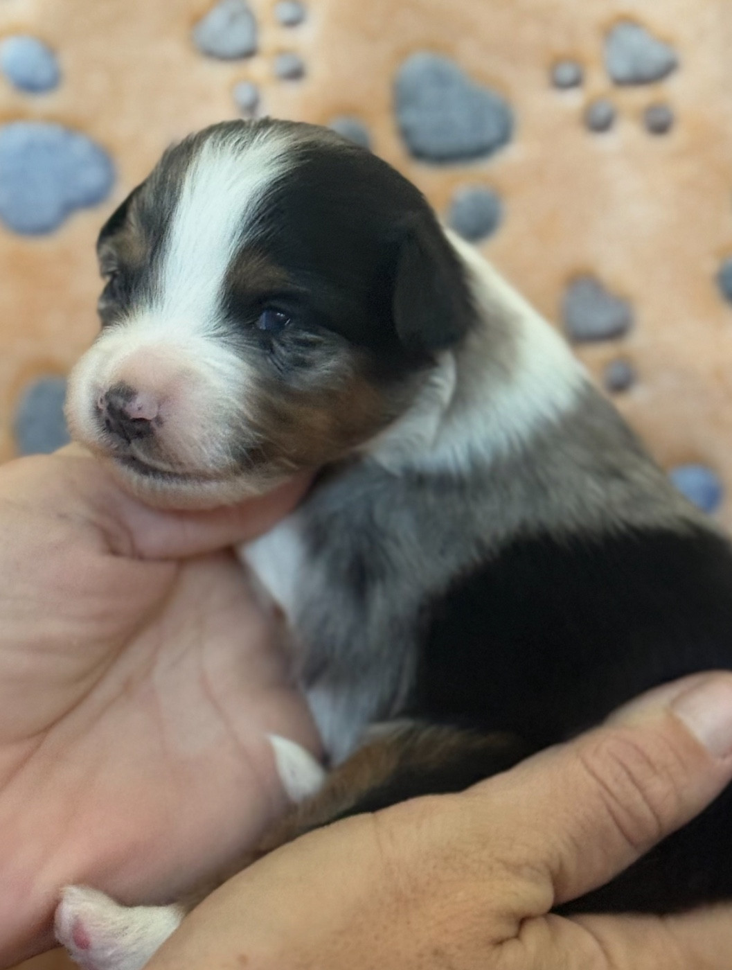 Du Mas De Hoodyliya - Chiots disponibles - Berger Américain Miniature 