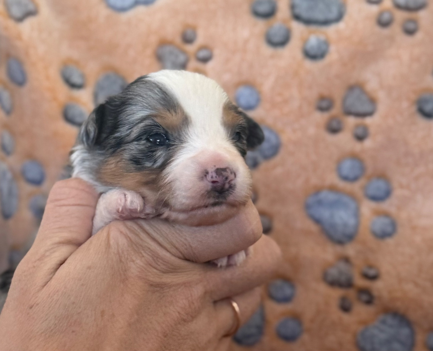 Du Mas De Hoodyliya - Chiots disponibles - Berger Américain Miniature 