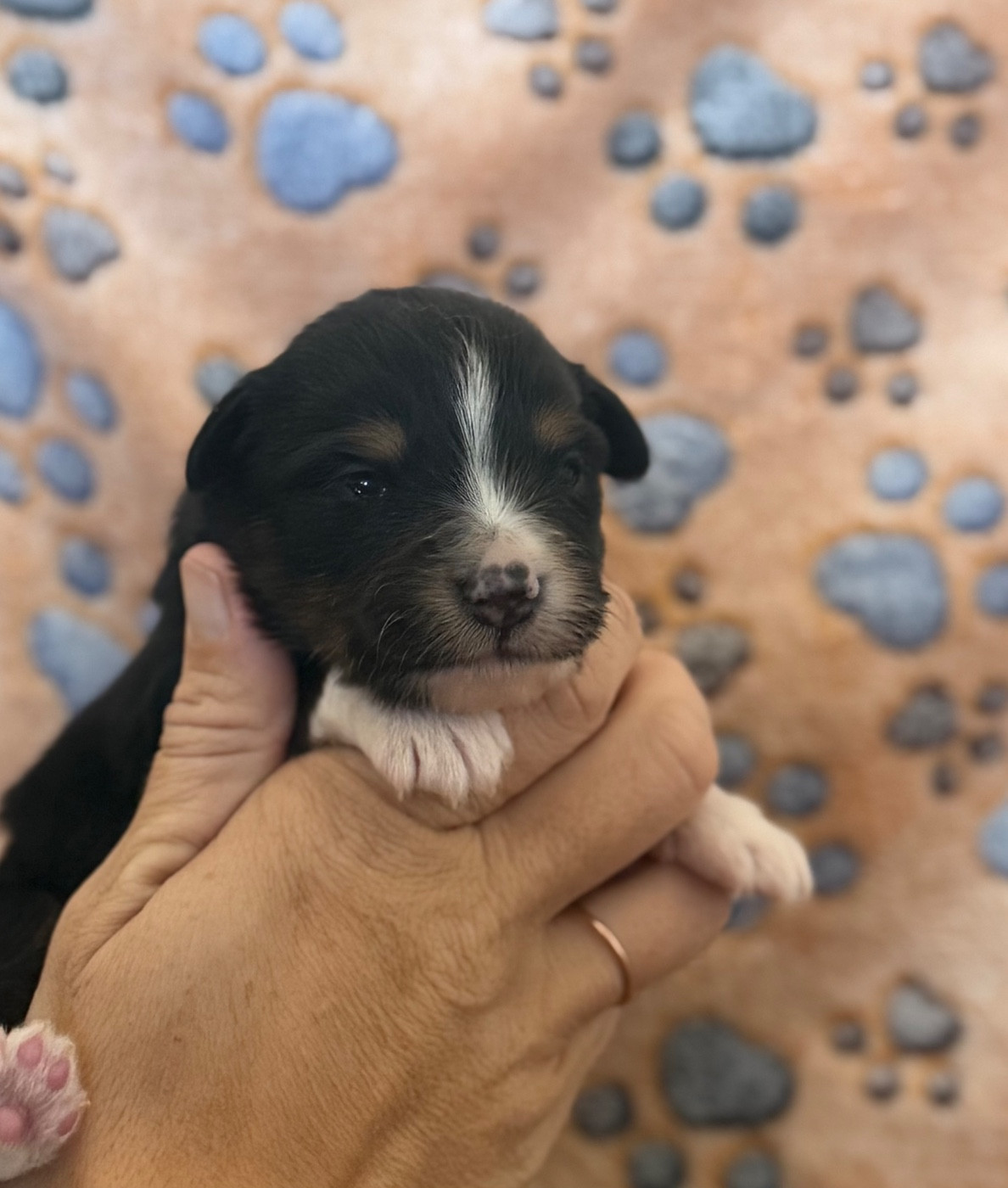 Du Mas De Hoodyliya - Chiots disponibles - Berger Américain Miniature 