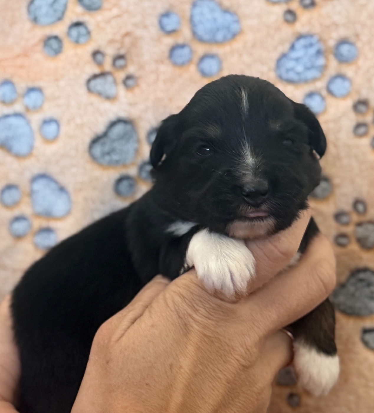 Du Mas De Hoodyliya - Chiots disponibles - Berger Américain Miniature 