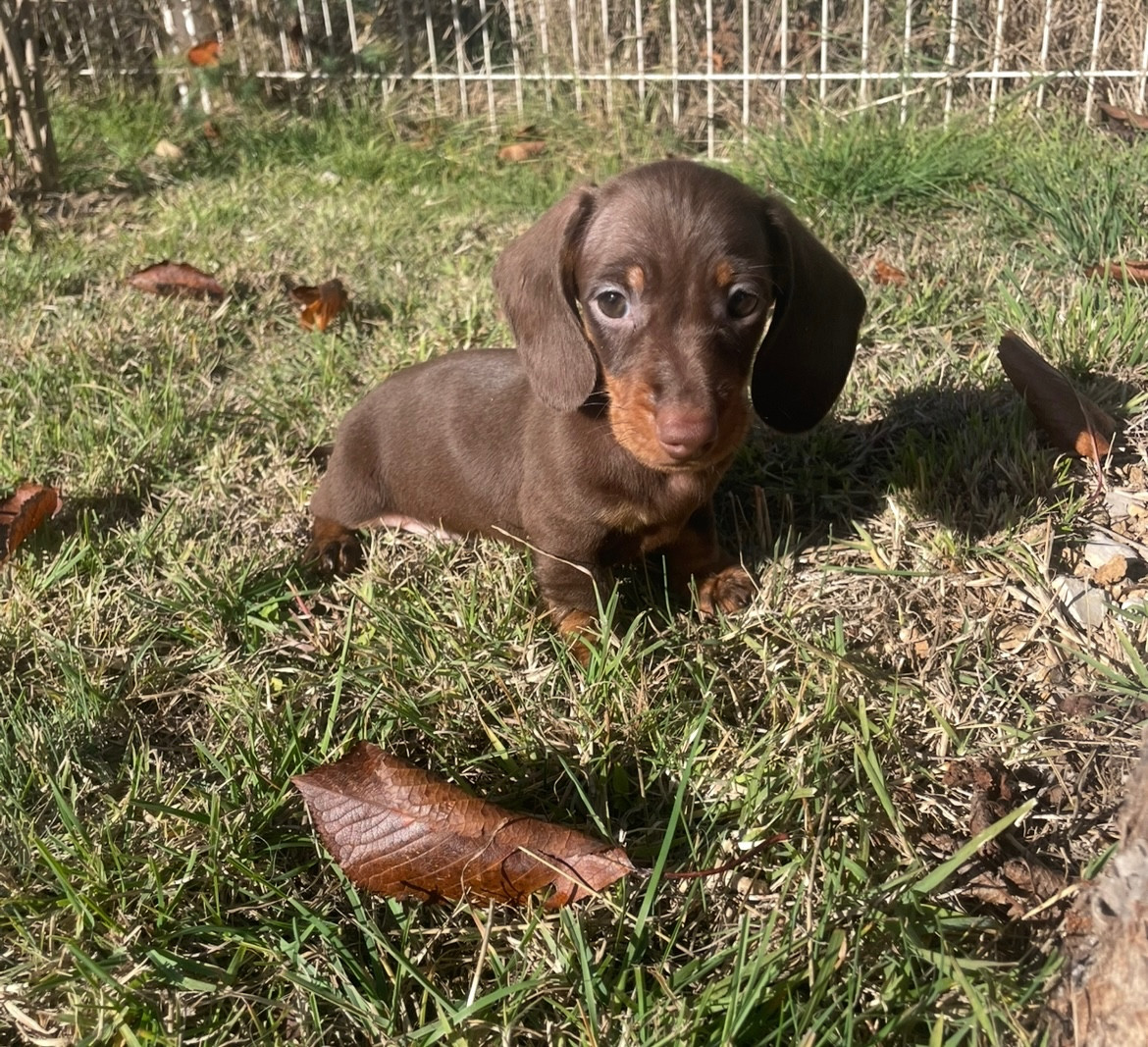 Du Mas De Hoodyliya - Chiots disponibles - Teckel poil ras