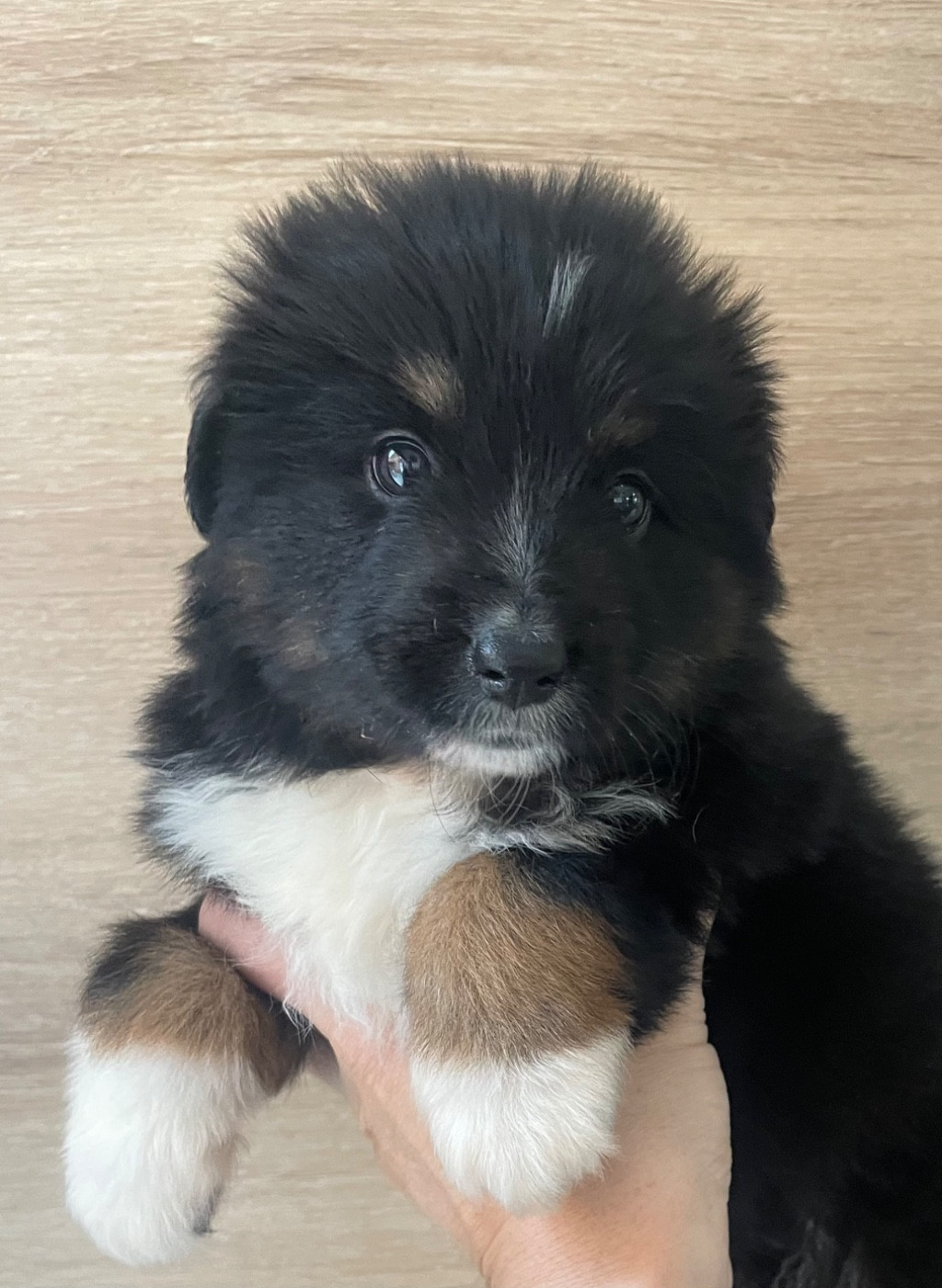 Du Mas De Hoodyliya - Chiots disponibles - Berger Américain Miniature 