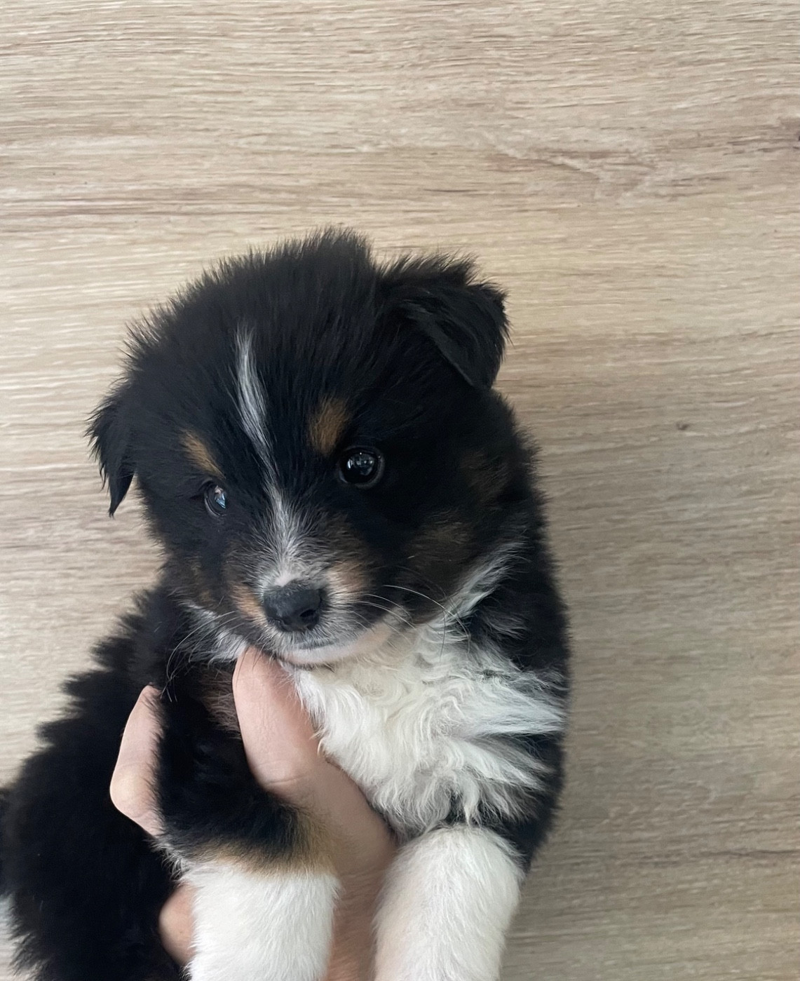 Du Mas De Hoodyliya - Chiots disponibles - Berger Américain Miniature 