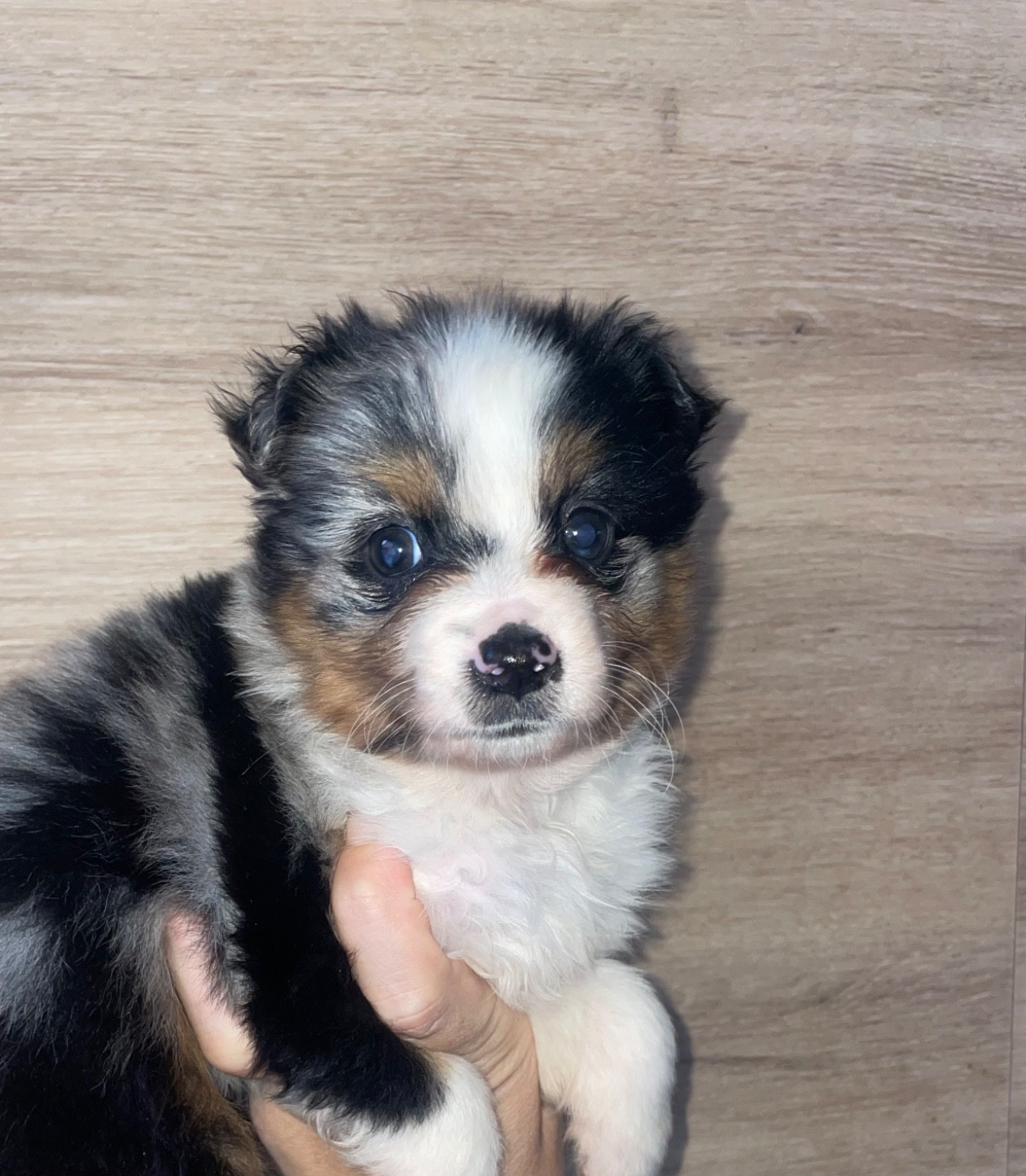 Du Mas De Hoodyliya - Chiots disponibles - Berger Américain Miniature 