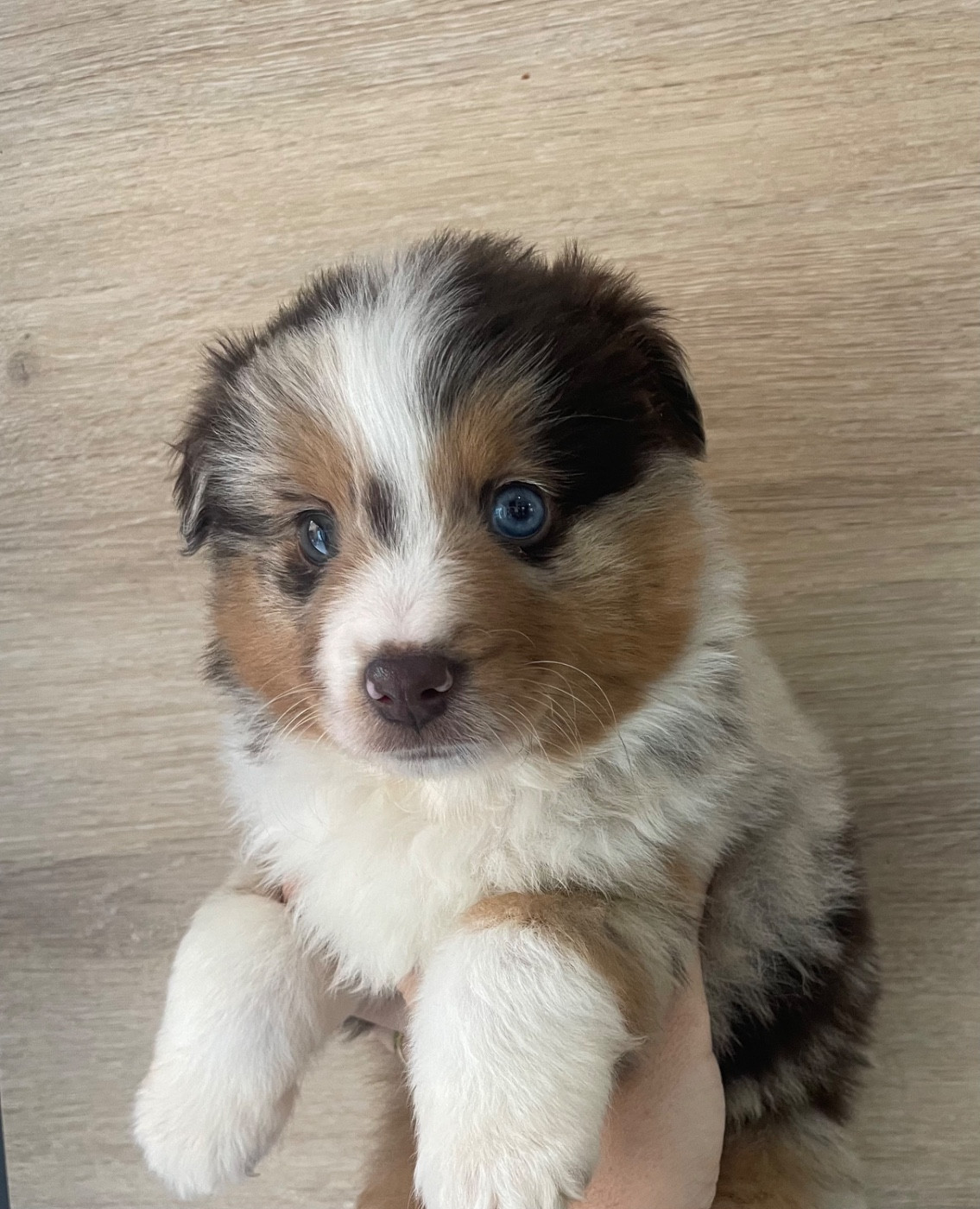 Du Mas De Hoodyliya - Chiots disponibles - Berger Américain Miniature 