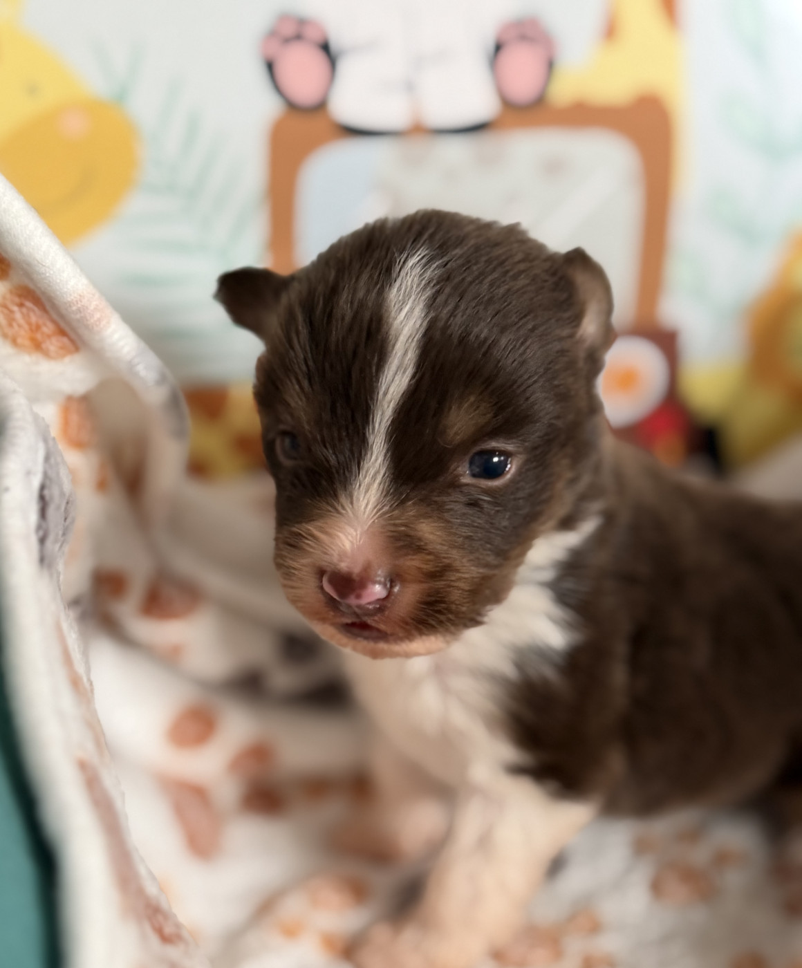 Du Mas De Hoodyliya - Chiots disponibles - Berger Américain Miniature 