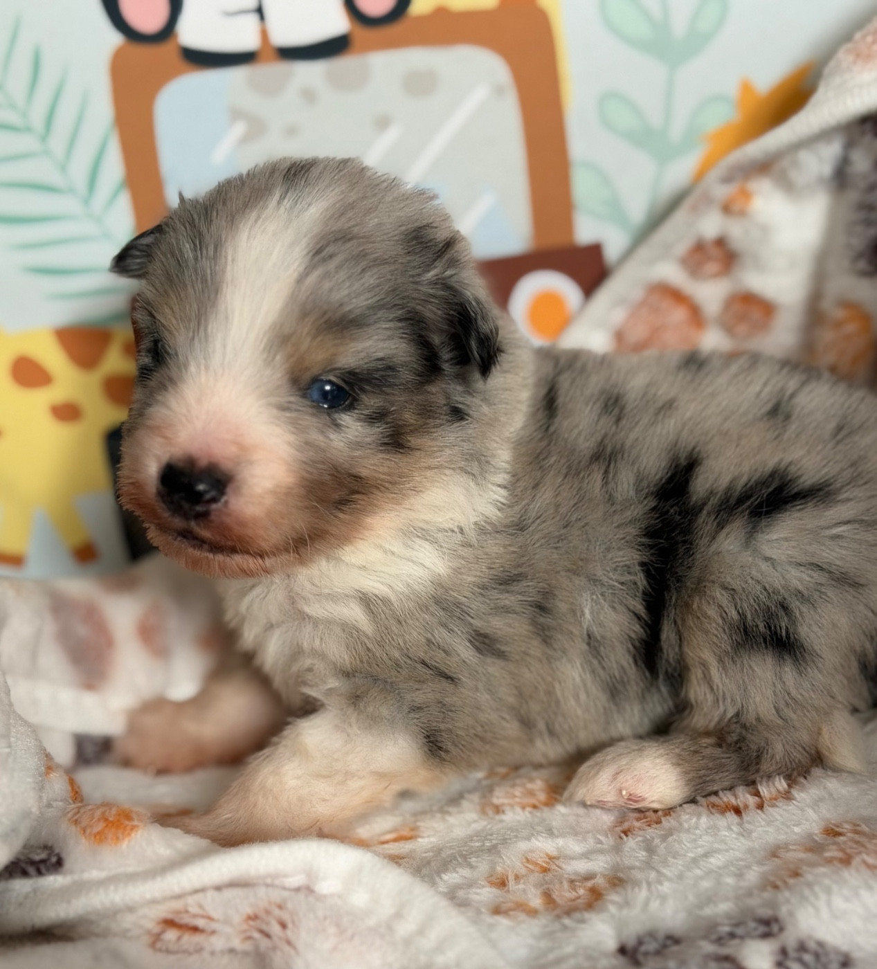 Du Mas De Hoodyliya - Chiots disponibles - Berger Américain Miniature 