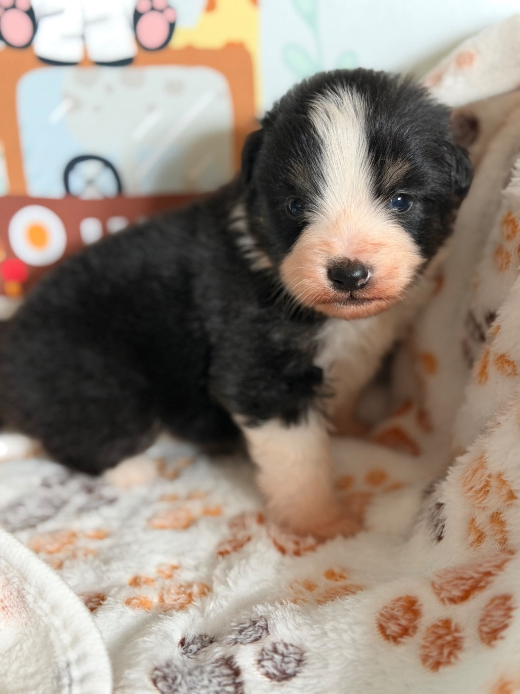 Du Mas De Hoodyliya - Chiots disponibles - Berger Américain Miniature 