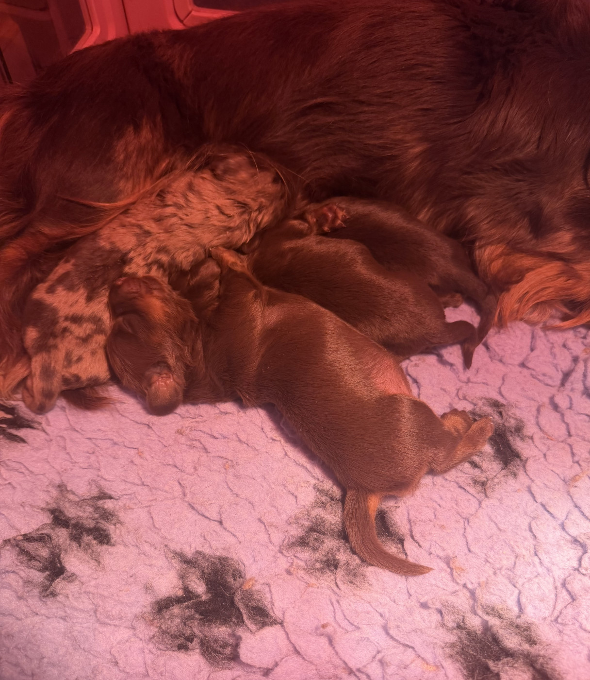 Chiot Teckel poil long Du Mas De Hoodyliya