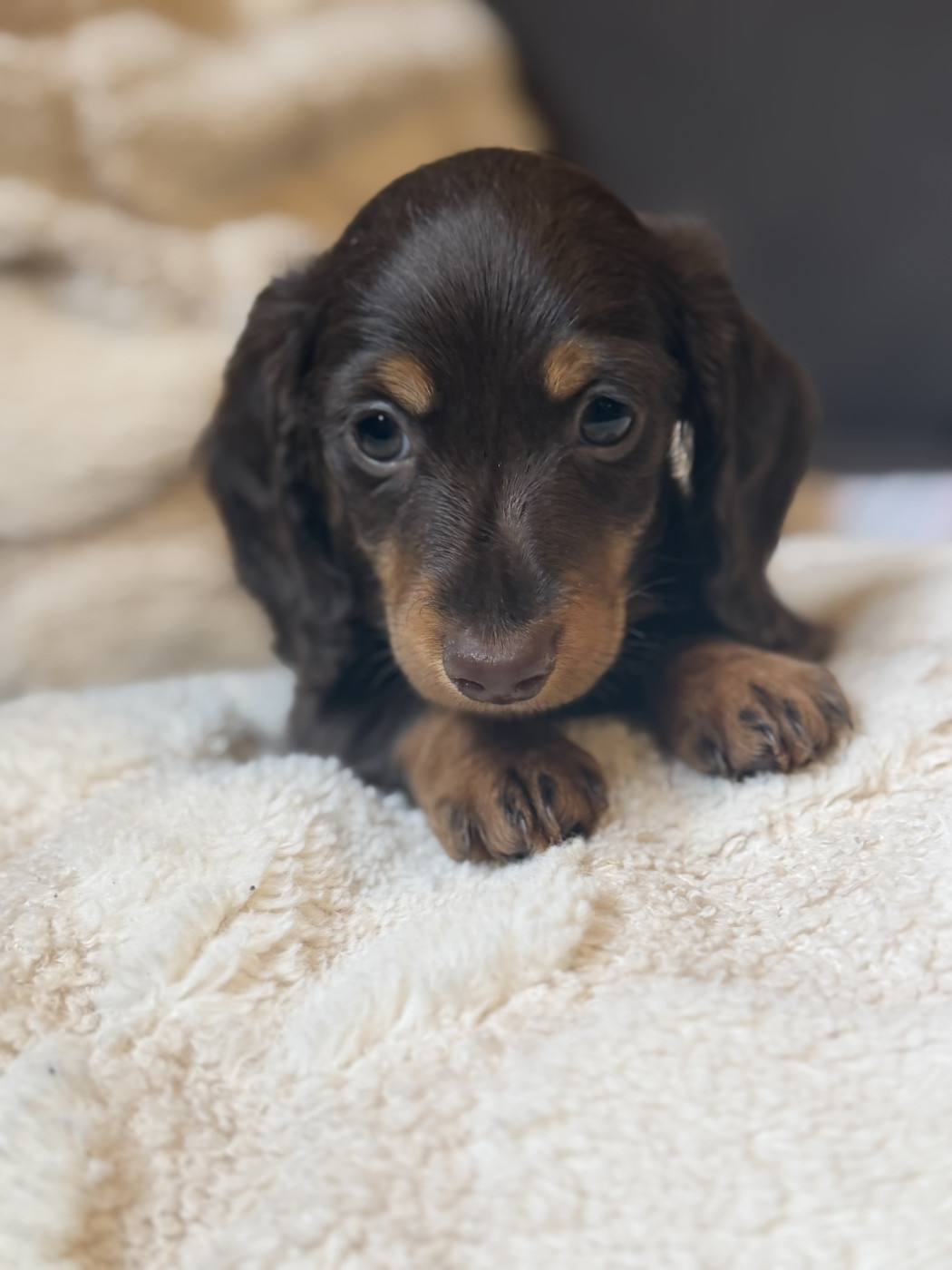 Du Mas De Hoodyliya - Chiots disponibles - Teckel poil long