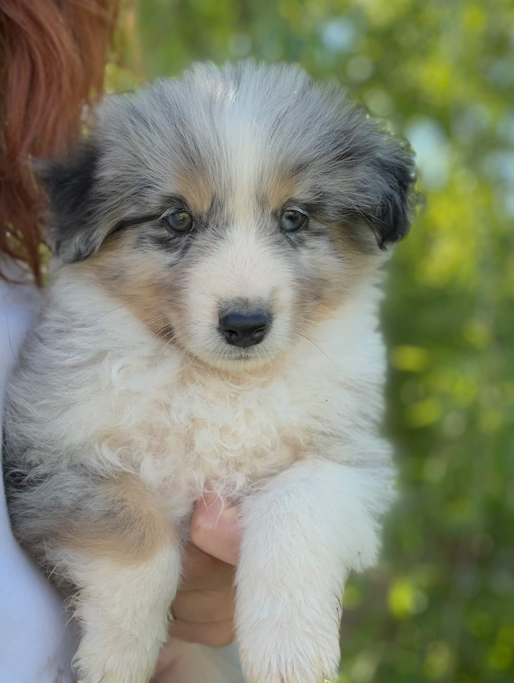 Du Mas De Hoodyliya - Chiots disponibles - Berger Américain Miniature 