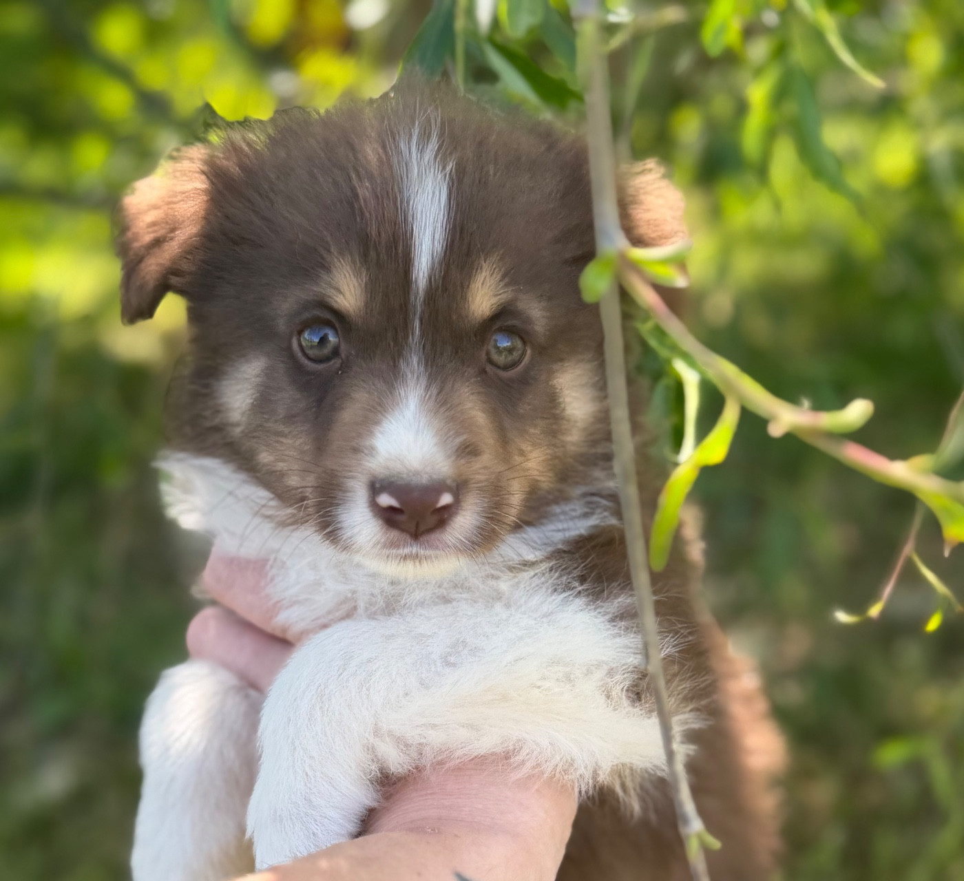 Du Mas De Hoodyliya - Chiots disponibles - Berger Américain Miniature 