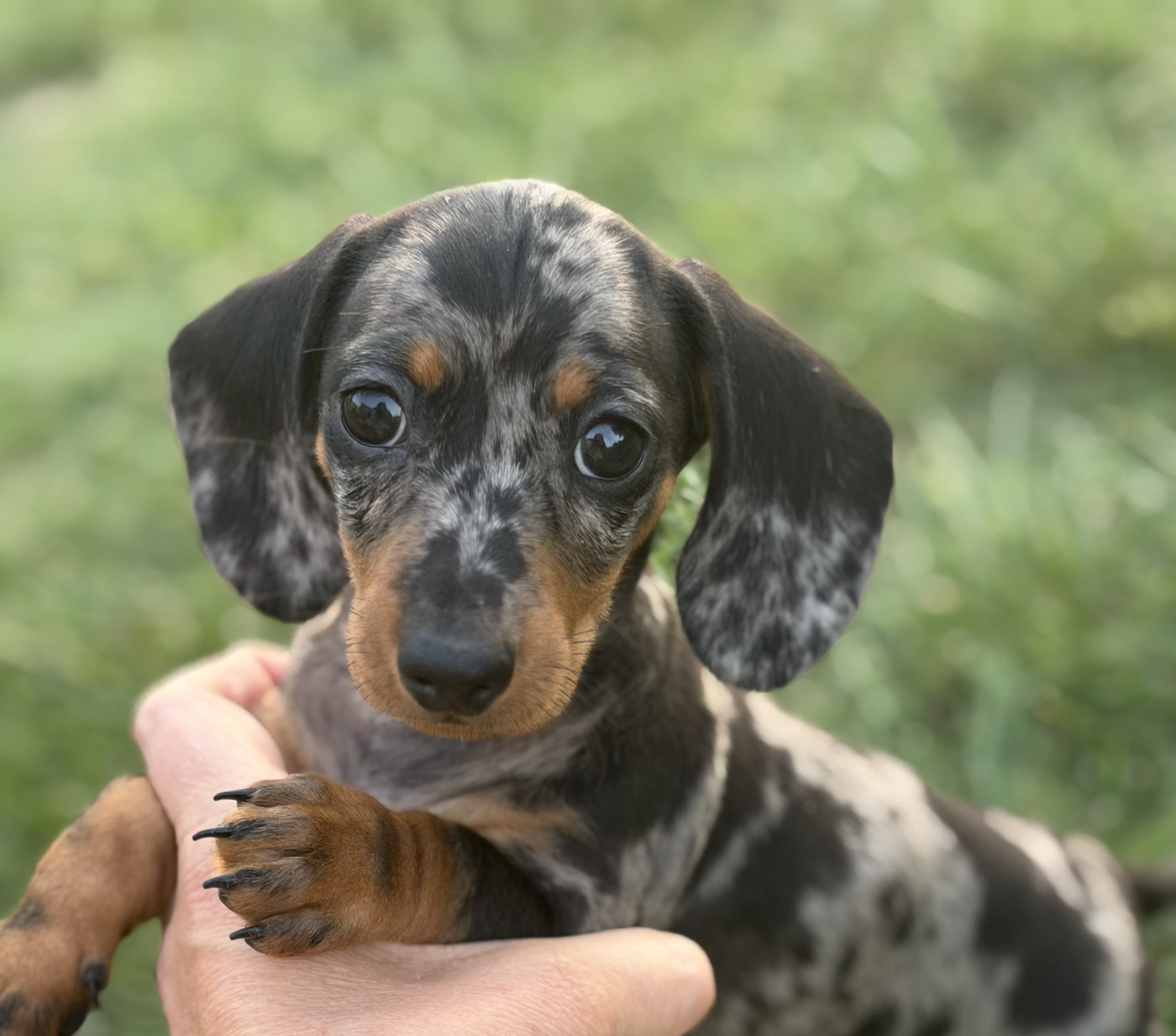 Du Mas De Hoodyliya - Chiots disponibles - Teckel poil ras