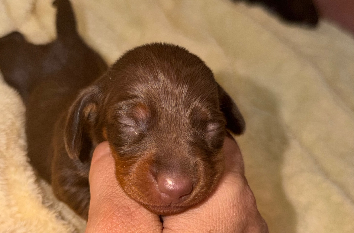 Du Mas De Hoodyliya - Chiots disponibles - Teckel poil ras