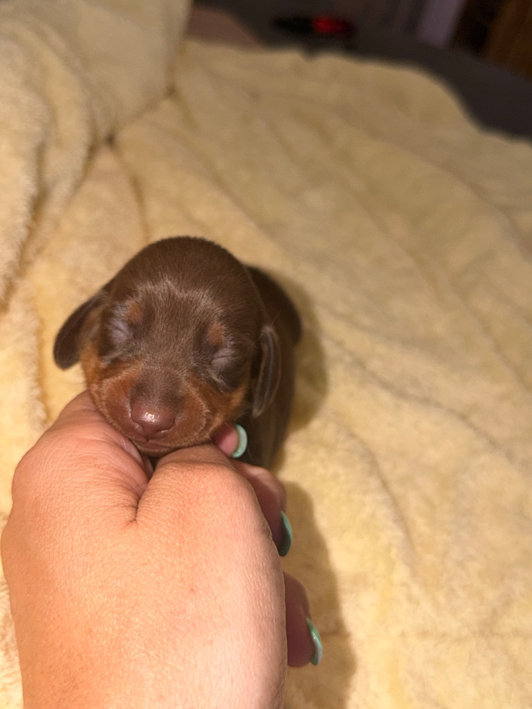Du Mas De Hoodyliya - Chiots disponibles - Teckel poil ras