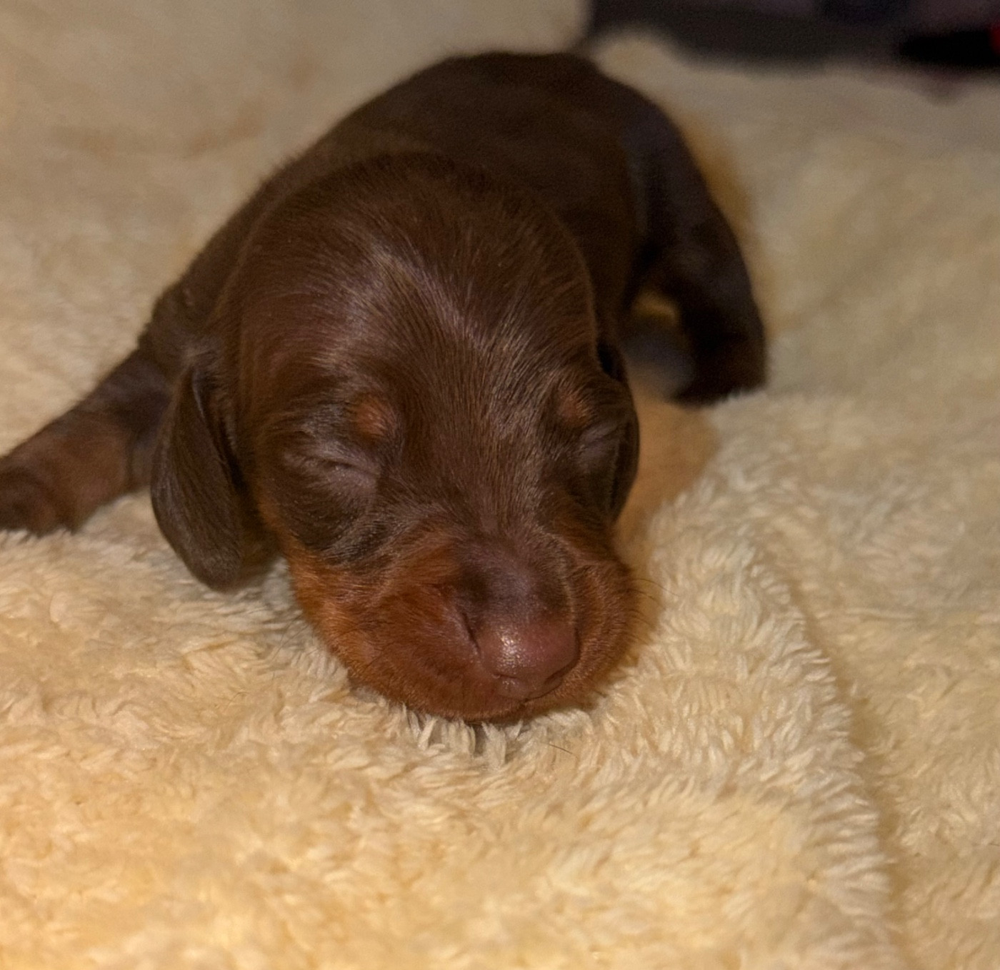 Du Mas De Hoodyliya - Chiots disponibles - Teckel poil ras