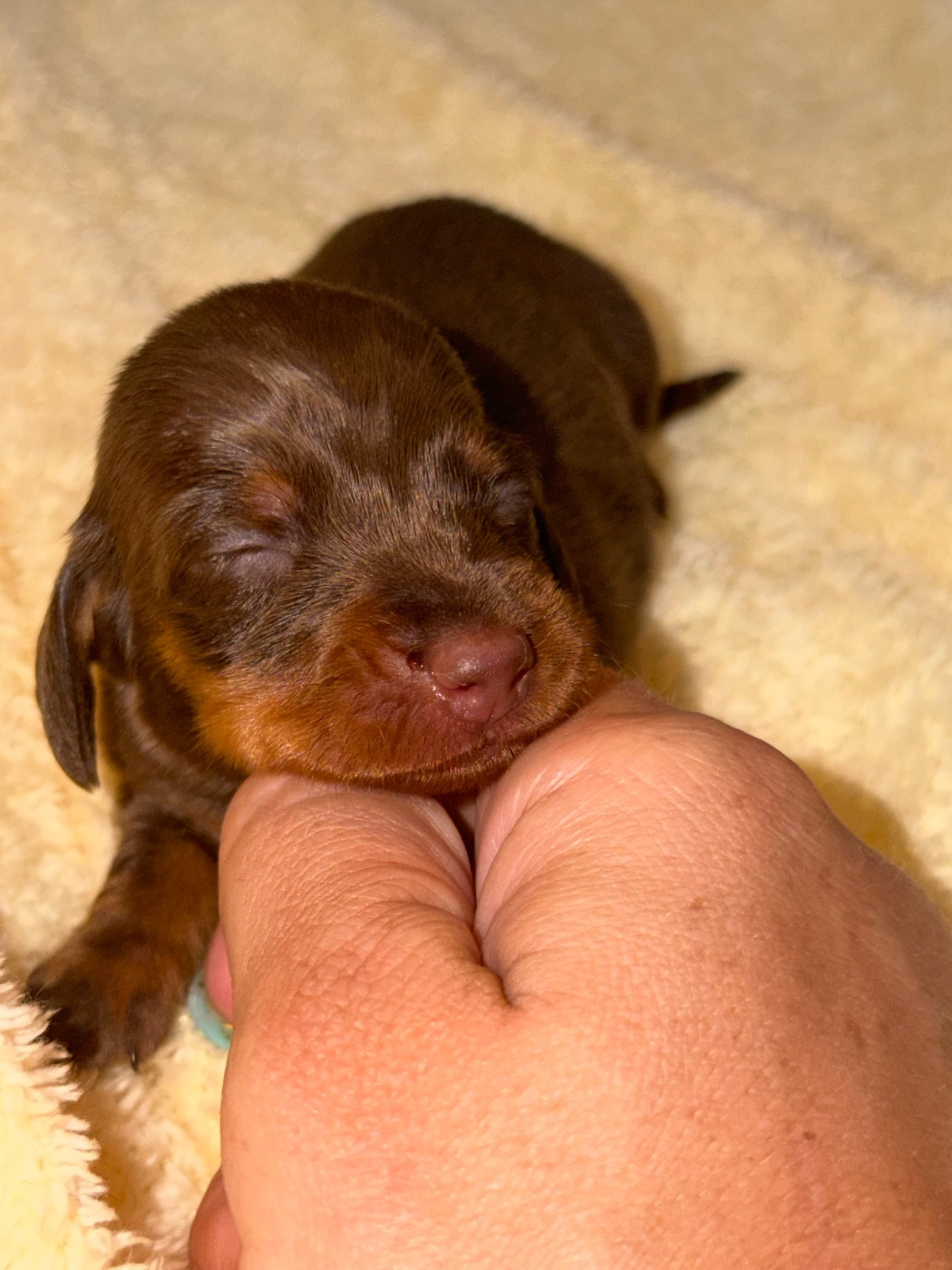 Du Mas De Hoodyliya - Chiots disponibles - Teckel poil ras