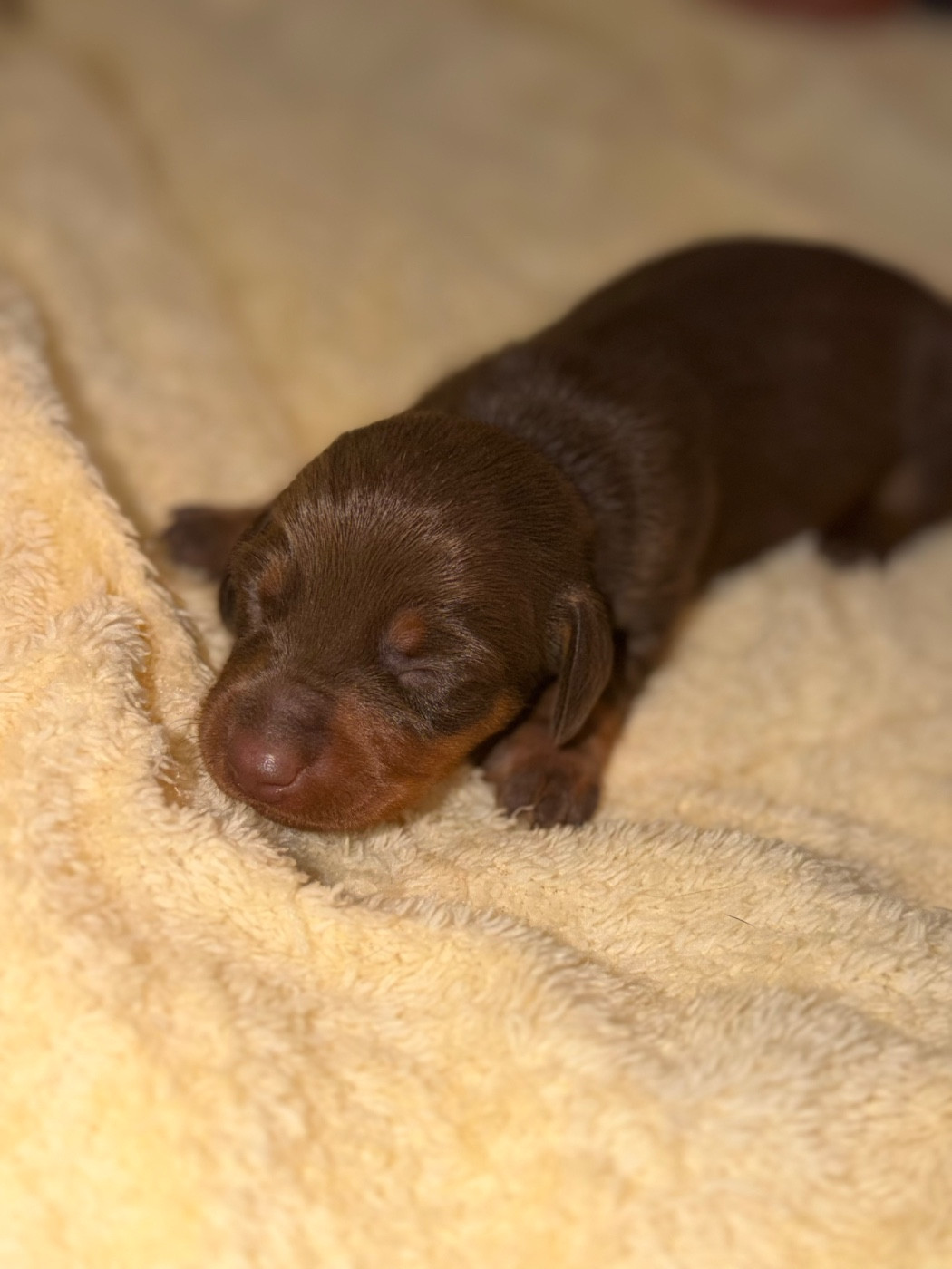 Du Mas De Hoodyliya - Chiots disponibles - Teckel poil ras