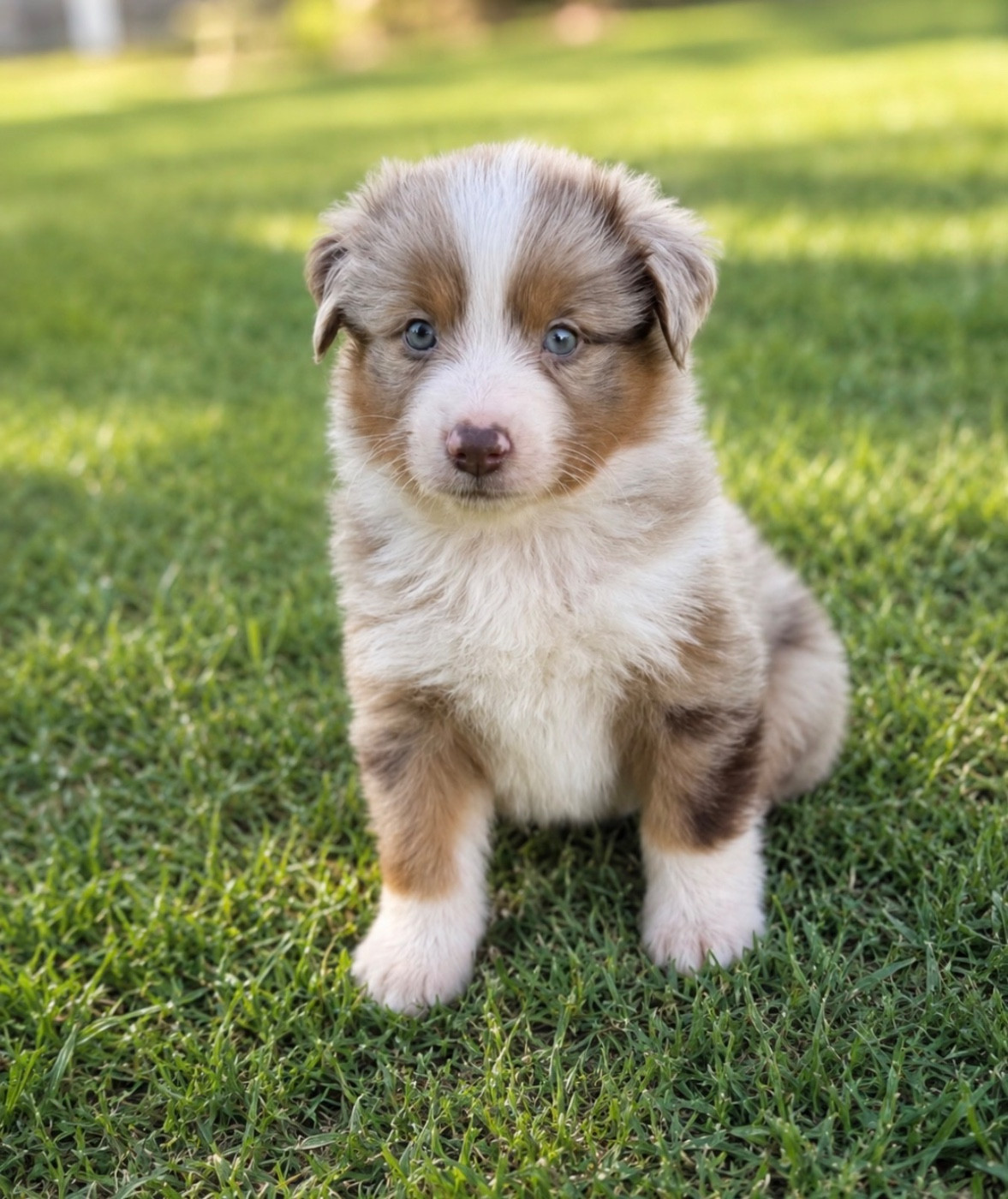 Du Mas De Hoodyliya - Chiots disponibles - Berger Américain Miniature 
