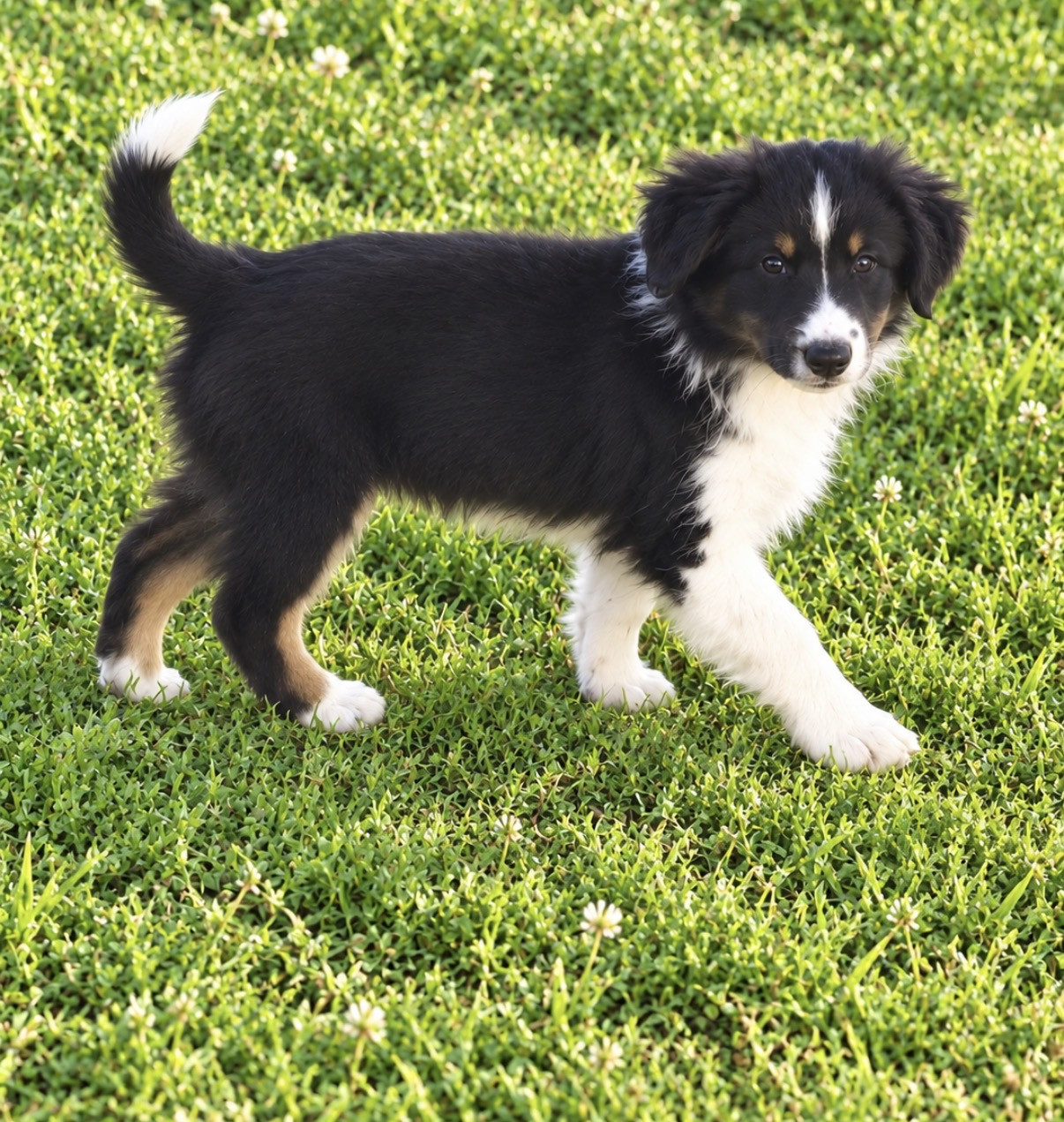 Du Mas De Hoodyliya - Chiots disponibles - Berger Américain Miniature 