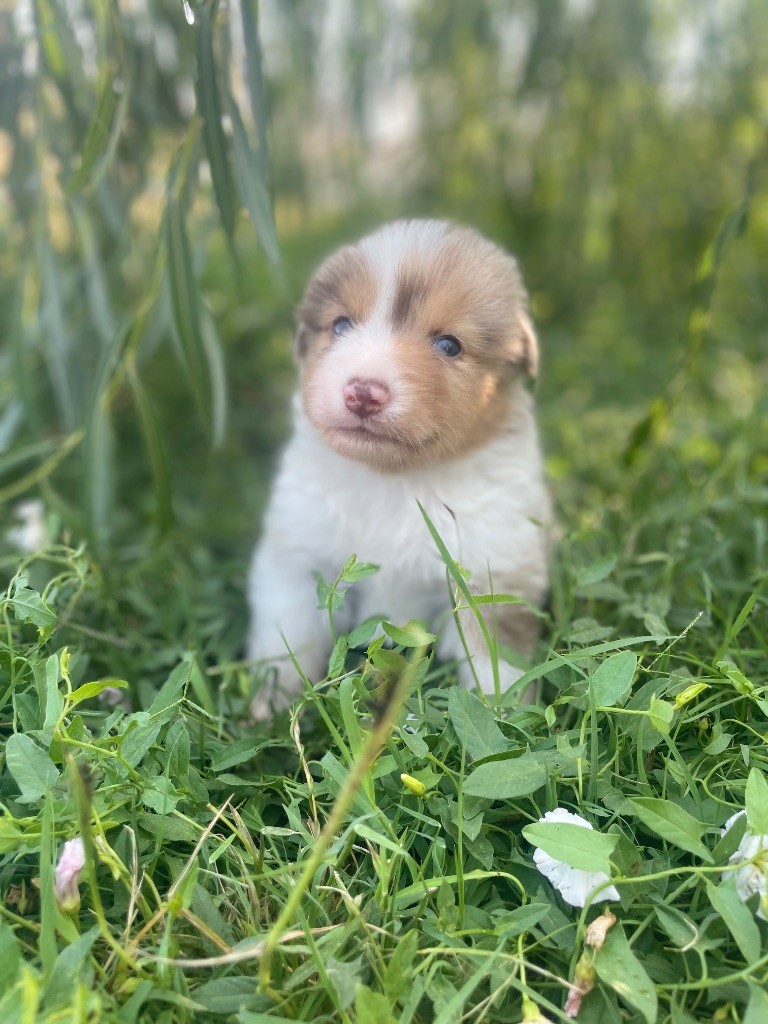 Du Mas De Hoodyliya - Chiots disponibles - Berger Américain Miniature 