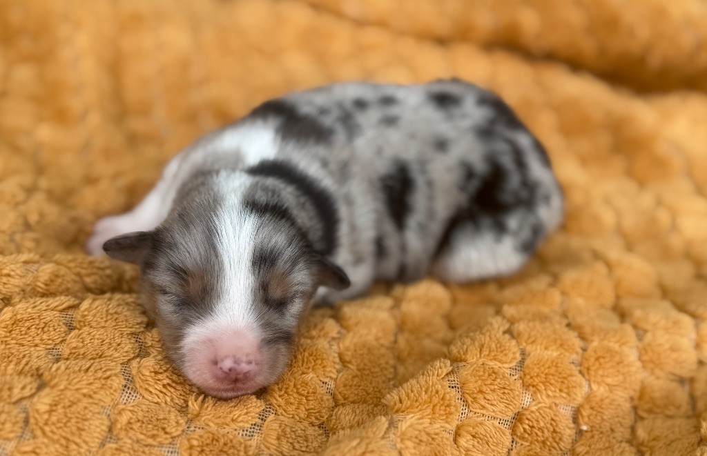 Du Mas De Hoodyliya - Chiots disponibles - Berger Américain Miniature 