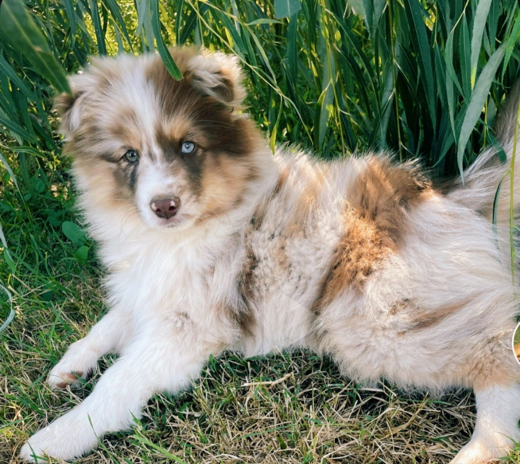 Du Mas De Hoodyliya - Chiots disponibles - Berger Américain Miniature 