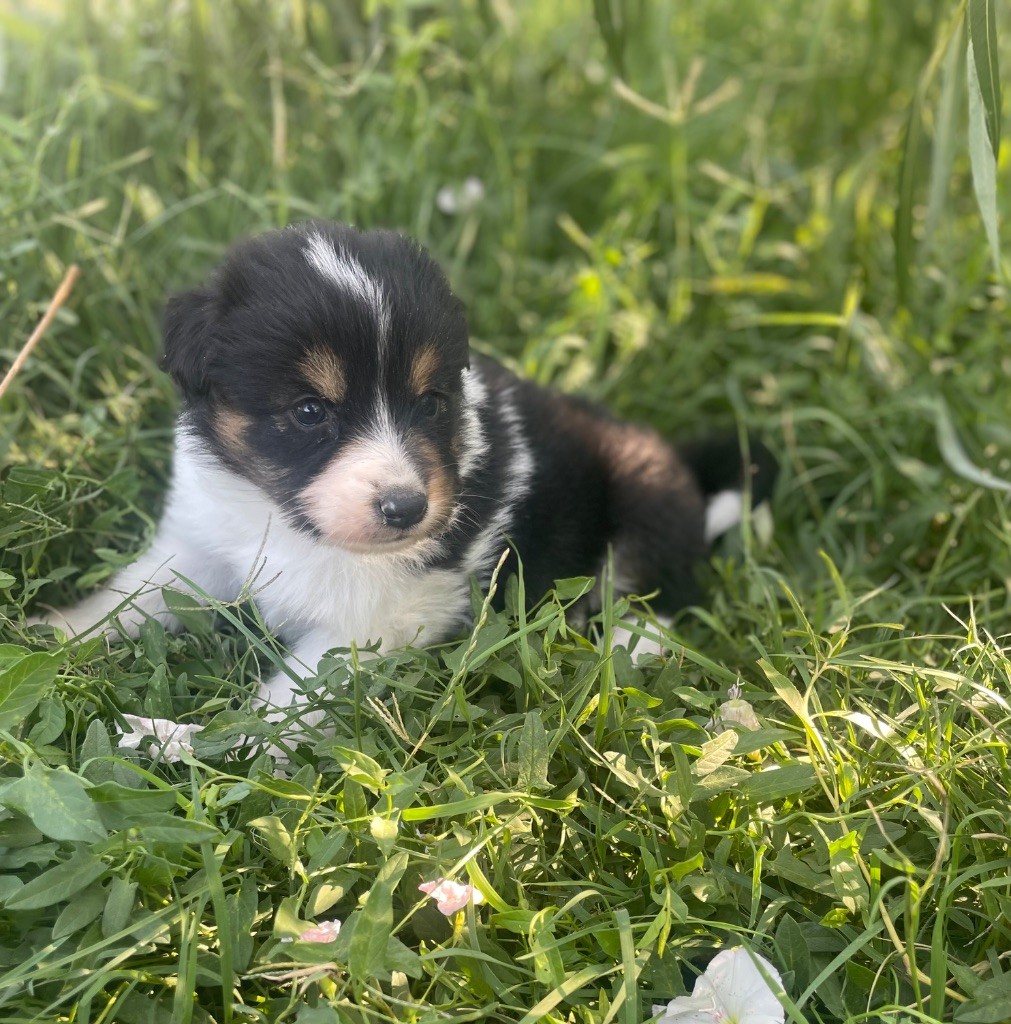 Du Mas De Hoodyliya - Chiots disponibles - Berger Américain Miniature 