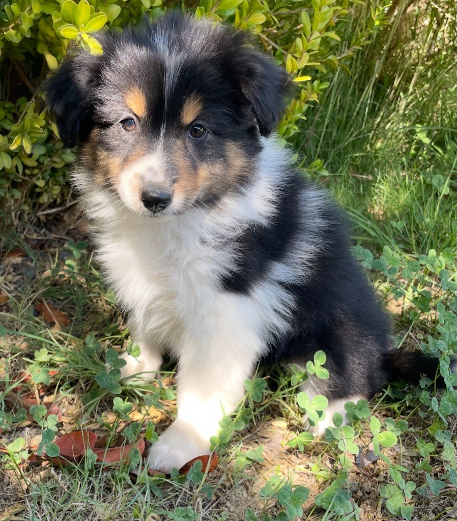 Du Mas De Hoodyliya - Chiots disponibles - Berger Américain Miniature 