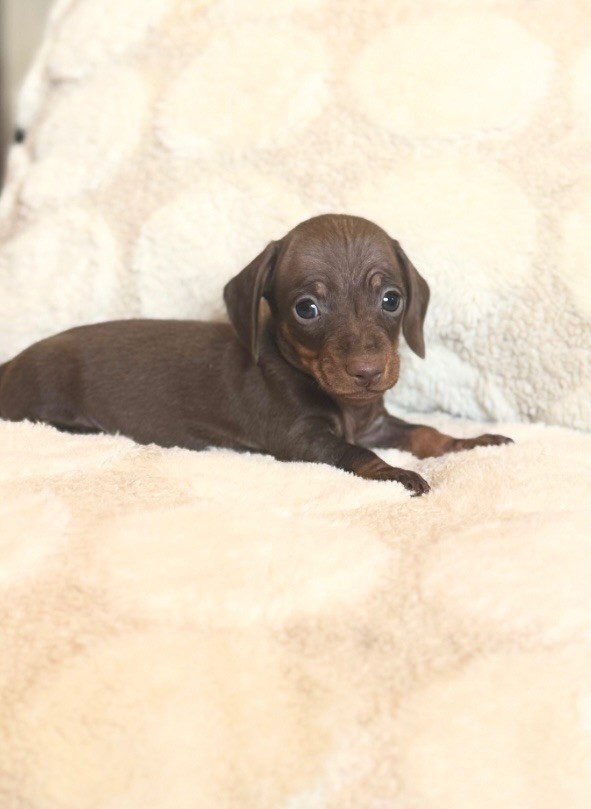 Du Mas De Hoodyliya - Chiots disponibles - Teckel poil ras