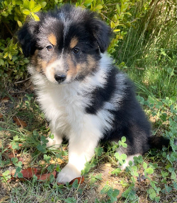 CHIOT 6