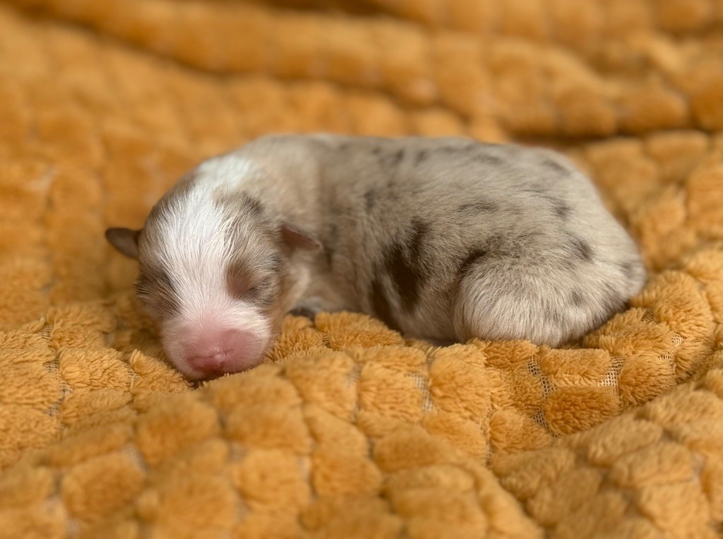 Du Mas De Hoodyliya - Chiots disponibles - Berger Américain Miniature 