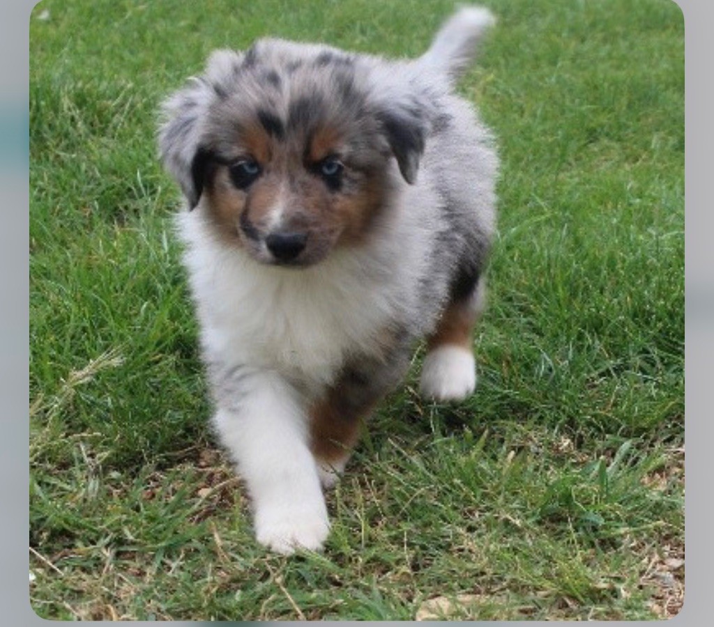 Du Mas De Hoodyliya - Chiots disponibles - Berger Américain Miniature 