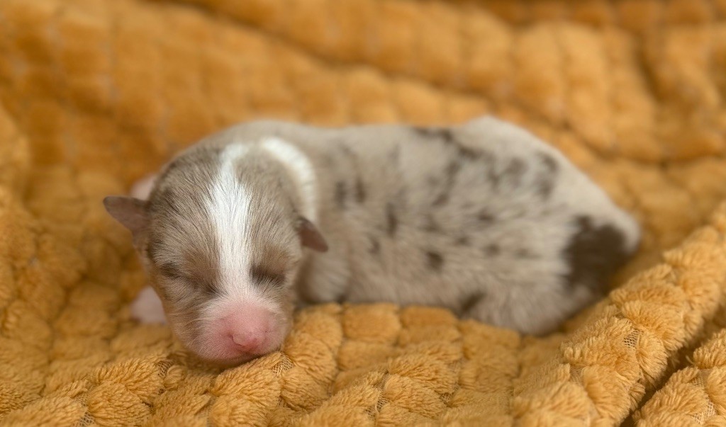 Du Mas De Hoodyliya - Chiots disponibles - Berger Américain Miniature 