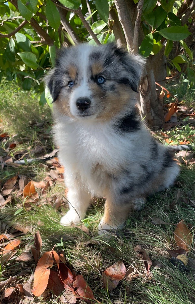 Du Mas De Hoodyliya - Chiots disponibles - Berger Américain Miniature 
