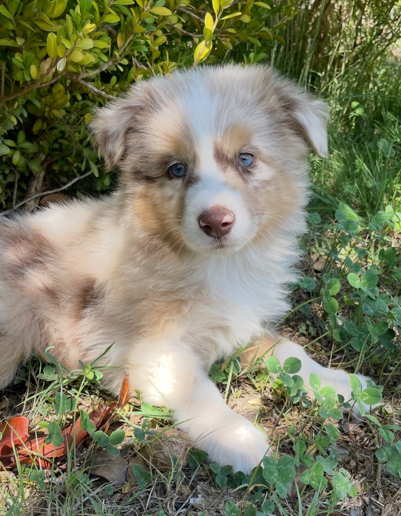 Du Mas De Hoodyliya - Chiots disponibles - Berger Américain Miniature 