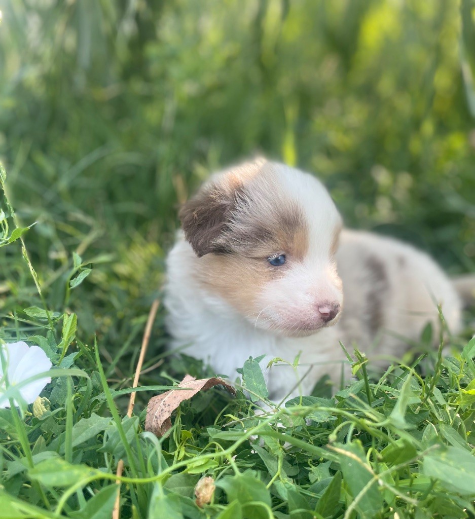 Du Mas De Hoodyliya - Chiots disponibles - Berger Américain Miniature 