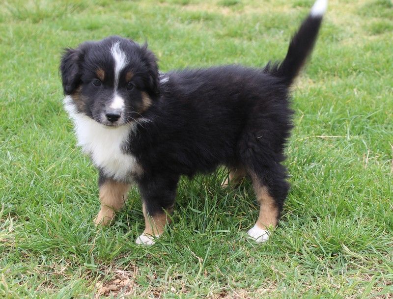 Du Mas De Hoodyliya - Chiots disponibles - Berger Américain Miniature 