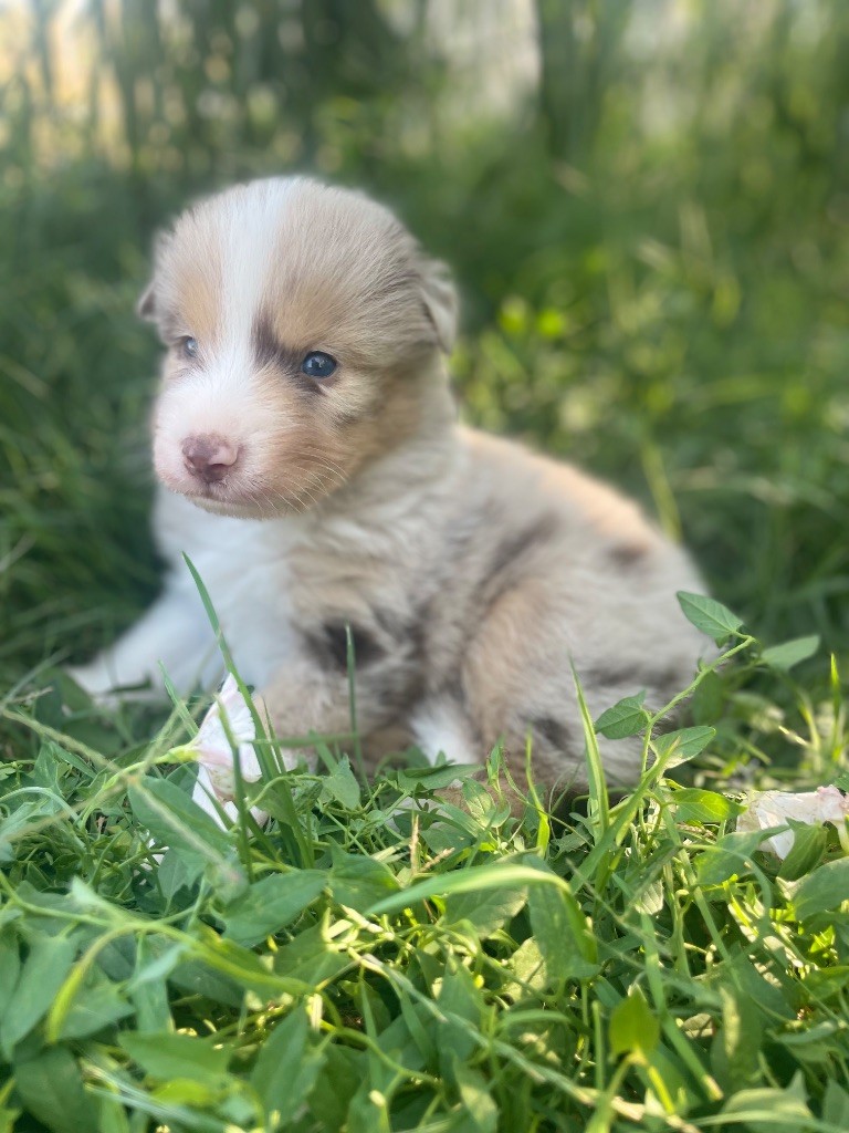 Du Mas De Hoodyliya - Chiots disponibles - Berger Américain Miniature 